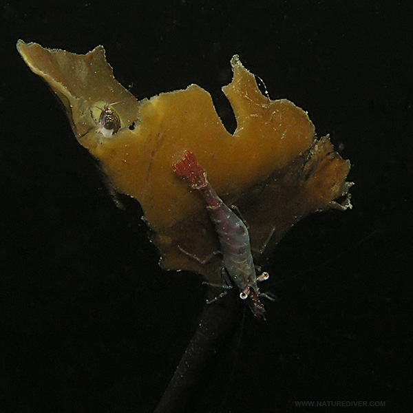 Photo of Heptacarpus stimpsoni by <a href="http://www.naturediver.com">Derek Holzapfel</a>